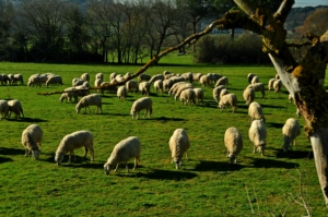 Passeggiata con l'autore