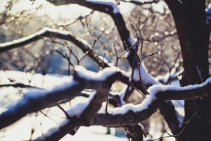 tree-sun-snow-85170